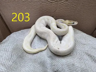 기타축종 사진