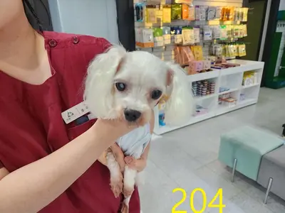 말티즈 사진