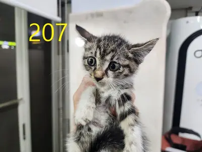 한국 고양이 사진
