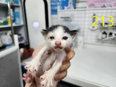 한국 고양이 사진