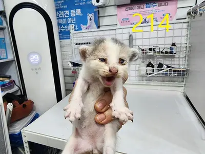 한국 고양이 사진