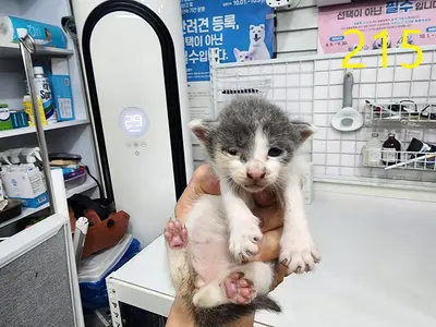 한국 고양이 사진
