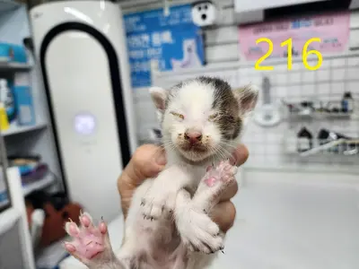 한국 고양이 사진