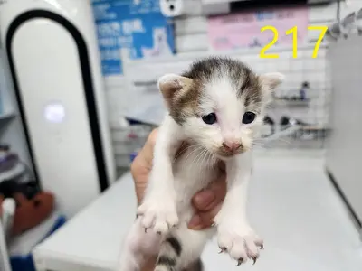 한국 고양이 사진