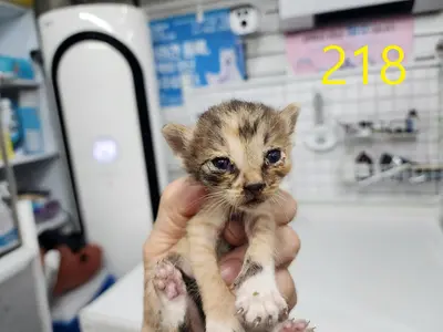 한국 고양이 사진