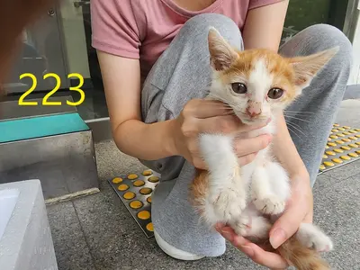 한국 고양이 사진