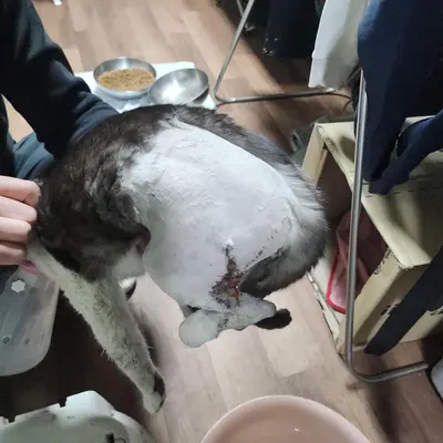 한국 고양이 사진