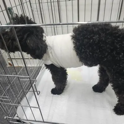 푸들 사진