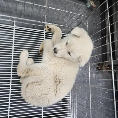 믹스견 사진