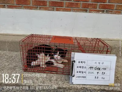 한국 고양이 사진