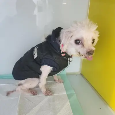 말티즈 사진