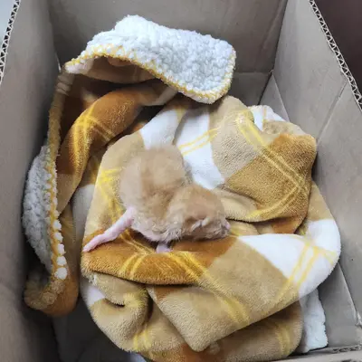 한국 고양이 사진