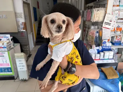 푸들 사진