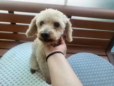 푸들 사진