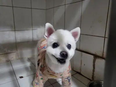 포메라니안 사진