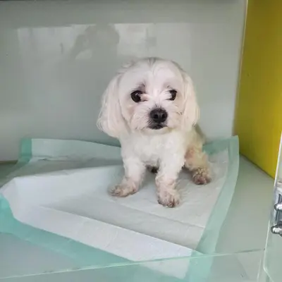 말티즈 사진