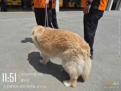 골든 리트리버 사진