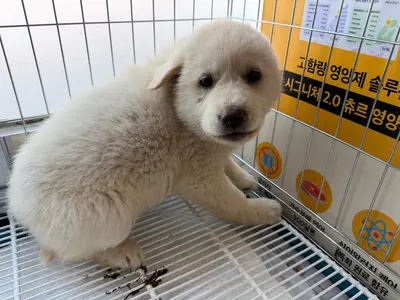 믹스견 사진