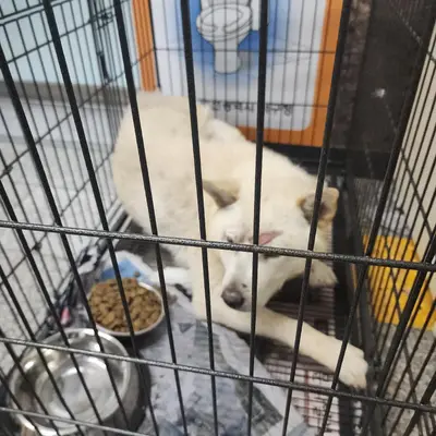 풍산견 사진