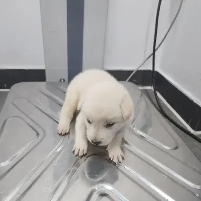 믹스견 사진