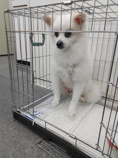 포메라니안 사진