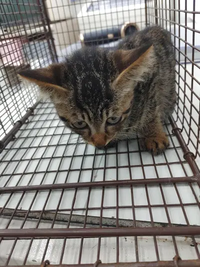 한국 고양이 사진