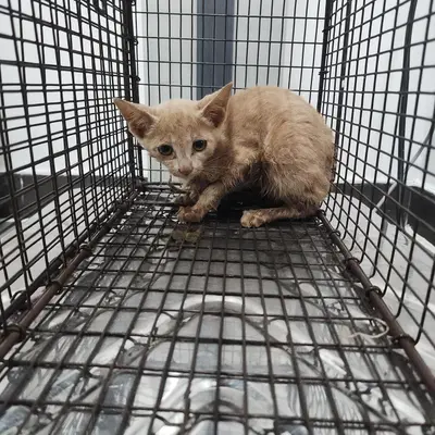 한국 고양이 사진