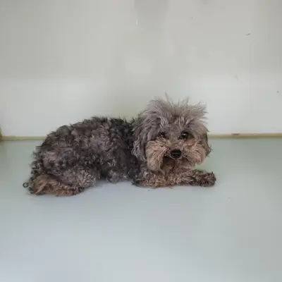 푸들 사진