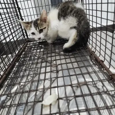 한국 고양이 사진