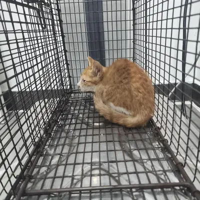 한국 고양이 사진
