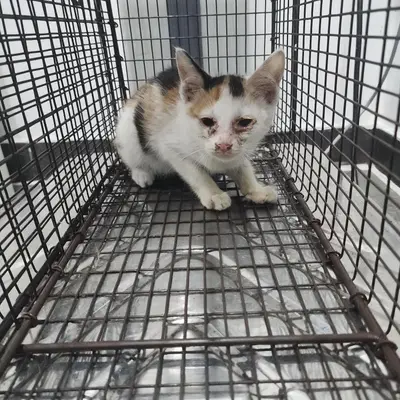 한국 고양이 사진