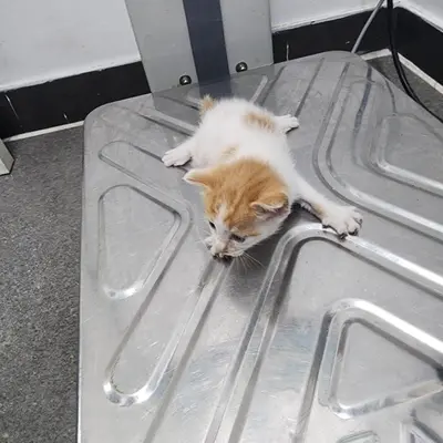 한국 고양이 사진