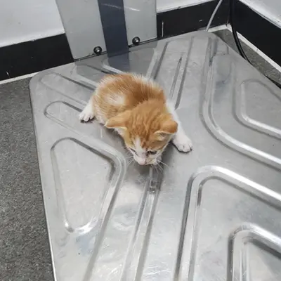 한국 고양이 사진