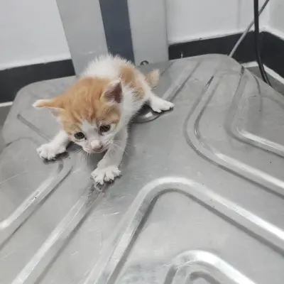 한국 고양이 사진