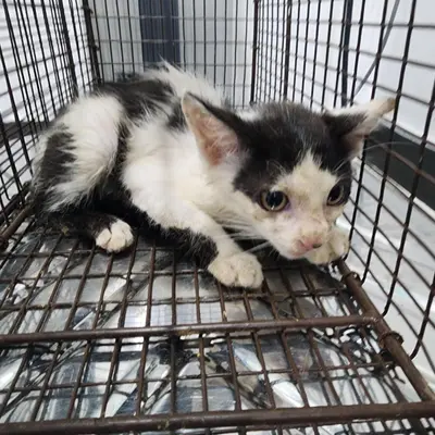 한국 고양이 사진