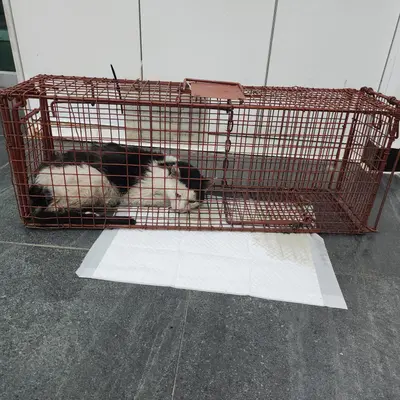 한국 고양이 사진