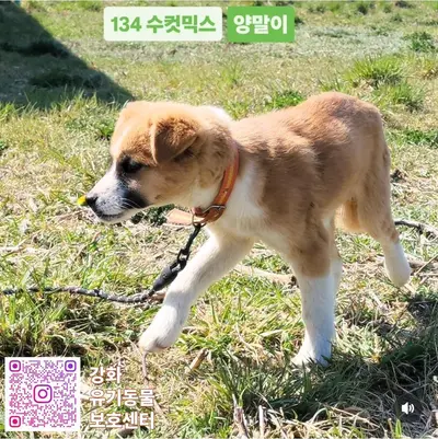믹스견 사진