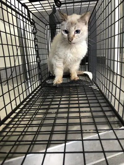 믹스묘 사진