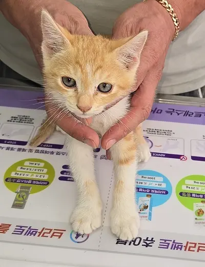 한국 고양이 사진