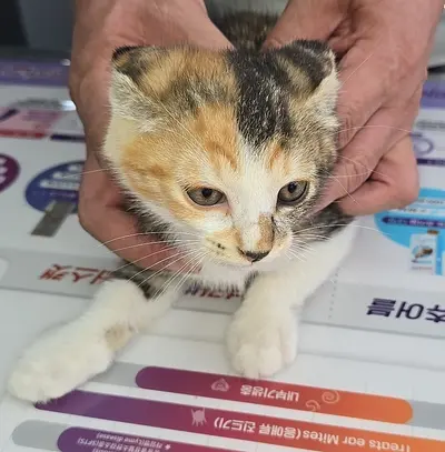 한국 고양이 사진
