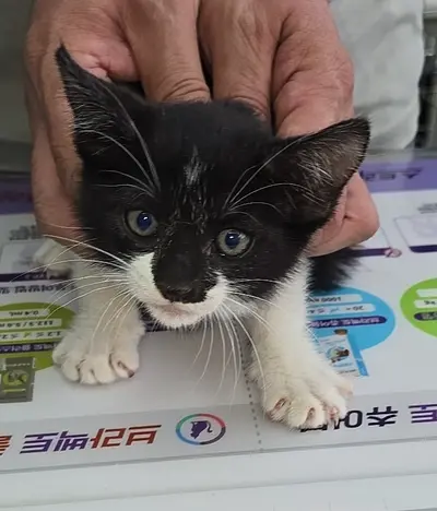 한국 고양이 사진