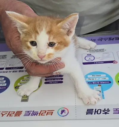 한국 고양이 사진
