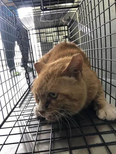 한국 고양이 사진