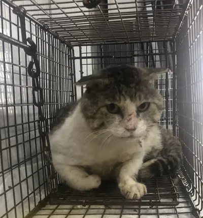 한국 고양이 사진