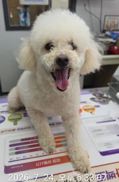 푸들 사진