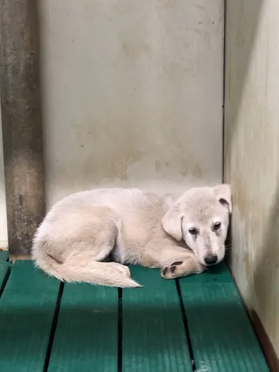 믹스견 사진