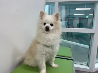 포메라니안 사진