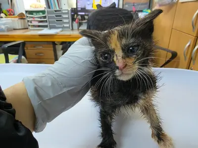 한국 고양이 사진