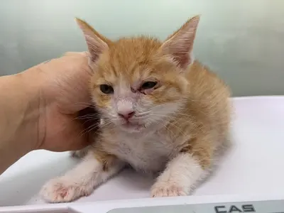 한국 고양이 사진