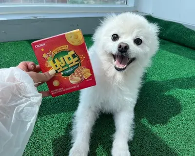 포메라니안 사진